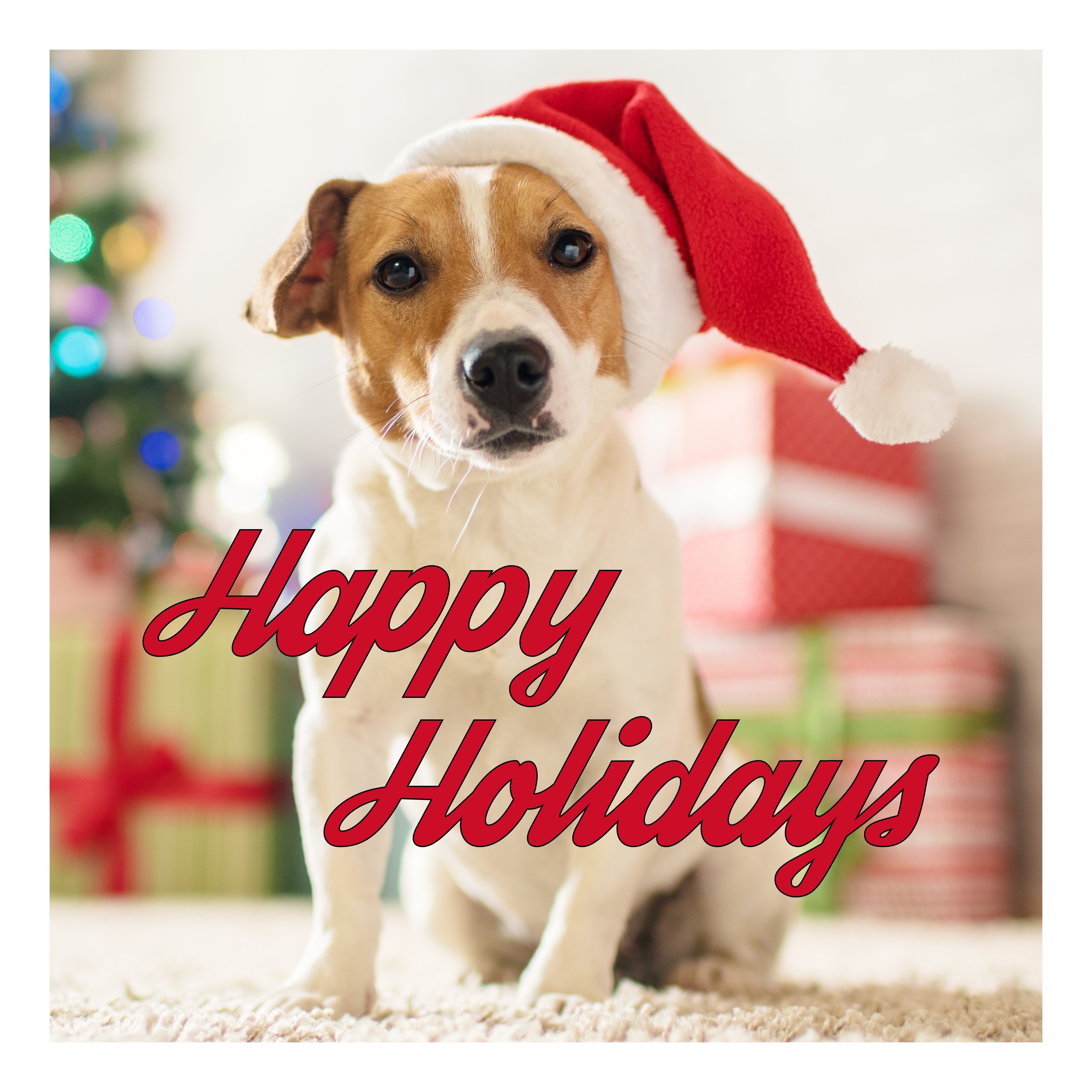Create Custom Holiday & Christmas Photo Cards